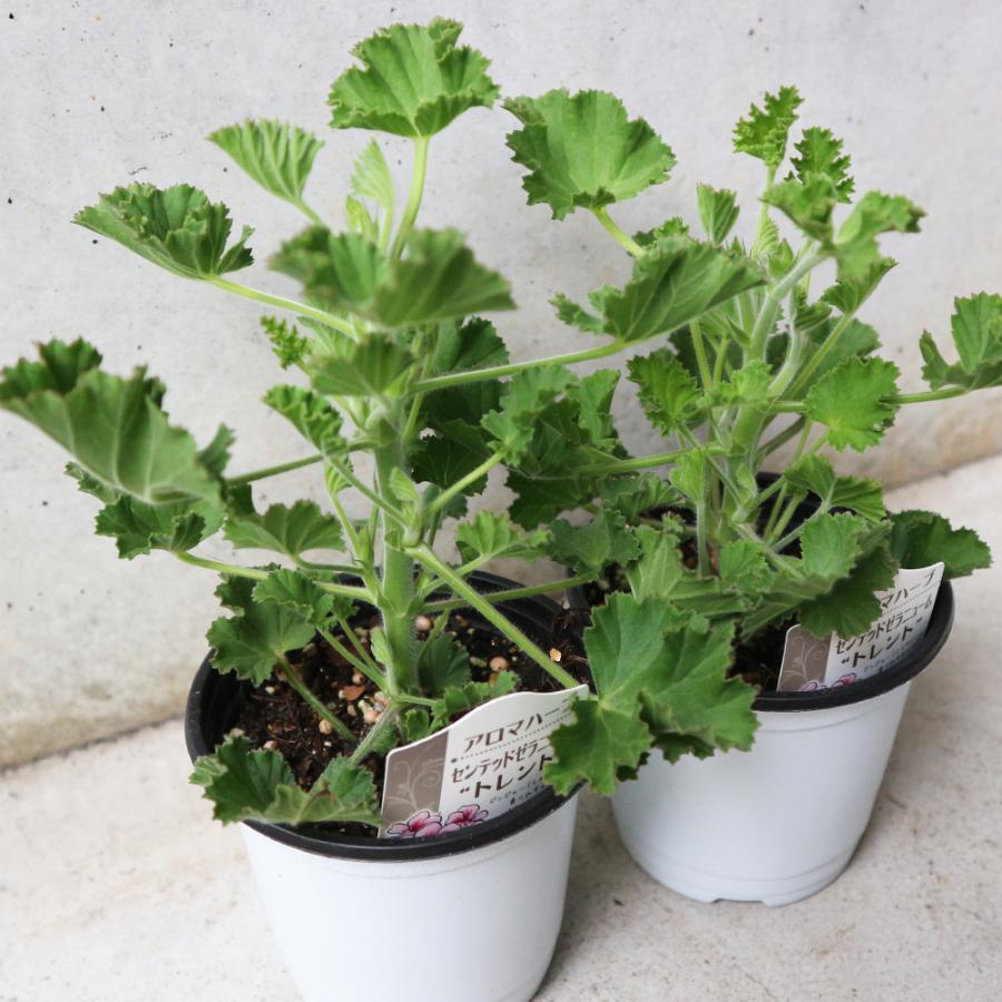 おうちで簡単 育てやすい センテッドゼラニウム トレント ハーブの苗 10 5cm お買い得2個セット 送料無料 San 野菜苗 植物 青果物販売のitanse 通販 Yahoo ショッピング
