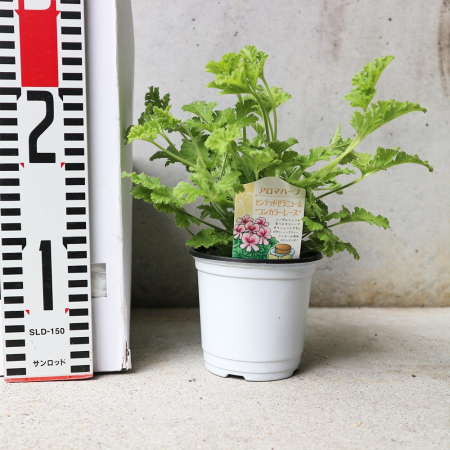 おうちで簡単 育てやすい センテッドゼラニウム コンカラーレース ハーブの苗 10 5cm お買い得2個セット 送料無料 San 野菜苗 植物 青果物販売のitanse 通販 Yahoo ショッピング