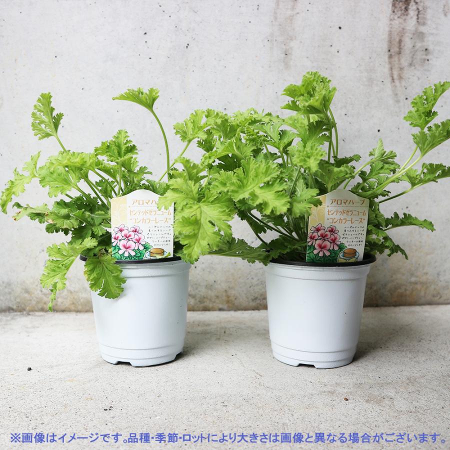 おうちで簡単 育てやすい センテッドゼラニウム コンカラーレース ハーブの苗 10 5cm お買い得2個セット 送料無料 San 野菜苗 植物 青果物販売のitanse 通販 Yahoo ショッピング
