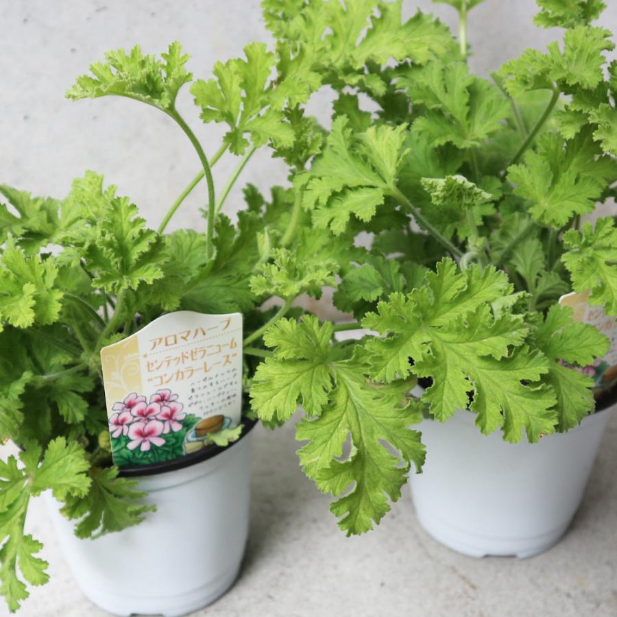 おうちで簡単 育てやすい センテッドゼラニウム コンカラーレース ハーブの苗 10 5cm お買い得2個セット 送料無料 San 野菜苗 植物 青果物販売のitanse 通販 Yahoo ショッピング