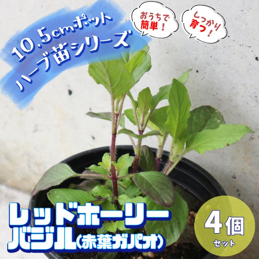 おうちで簡単 育てやすい レッドホーリーバジル 赤葉ガパオ ハーブの苗 10 5cmポット お買い得4個セット 送料無料 San 野菜苗 植物 青果物販売のitanse 通販 Yahoo ショッピング