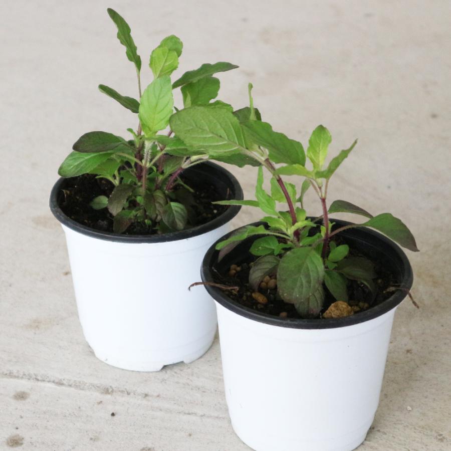 おうちで簡単 育てやすい レッドホーリーバジル 赤葉ガパオ ハーブの苗 10 5cmポット お買い得4個セット 送料無料 San 野菜苗 植物 青果物販売のitanse 通販 Yahoo ショッピング