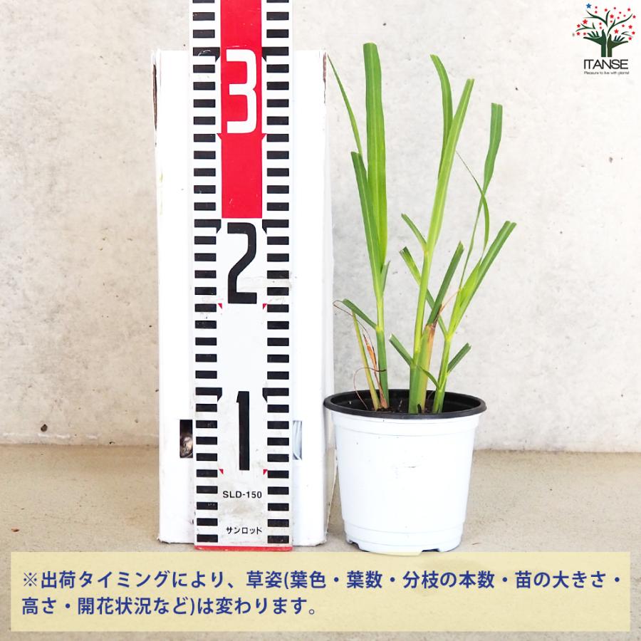 ITANSE ハーブ苗 レモングラス ハーブの苗 10.5cmポット お買い得2個