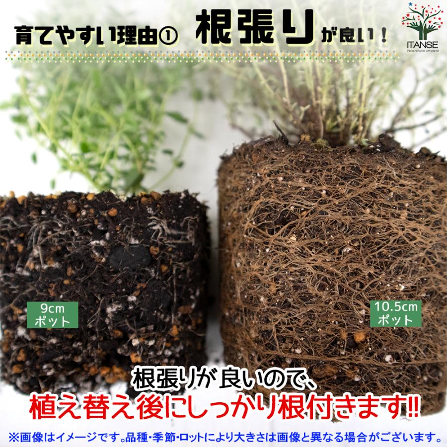 ITANSE ハーブ苗 レモングラス ハーブの苗 10.5cmポット お買い得2個