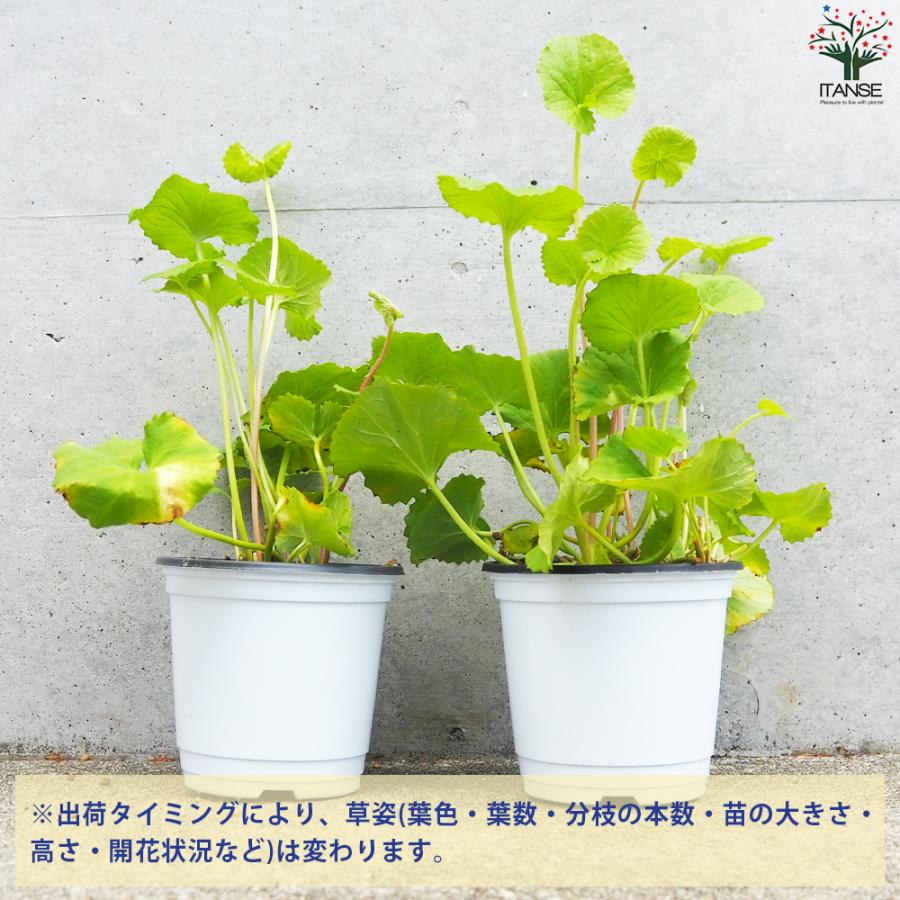 ITANSE ハーブ苗 ツボクサ(ゴツコラ) ハーブの苗 10.5cmポット