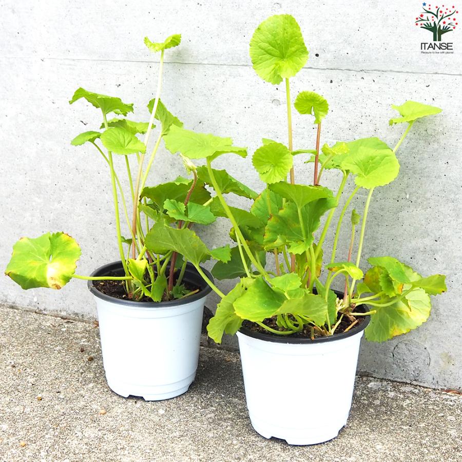 ITANSE ハーブ苗 ツボクサ(ゴツコラ) ハーブの苗 10.5cmポット