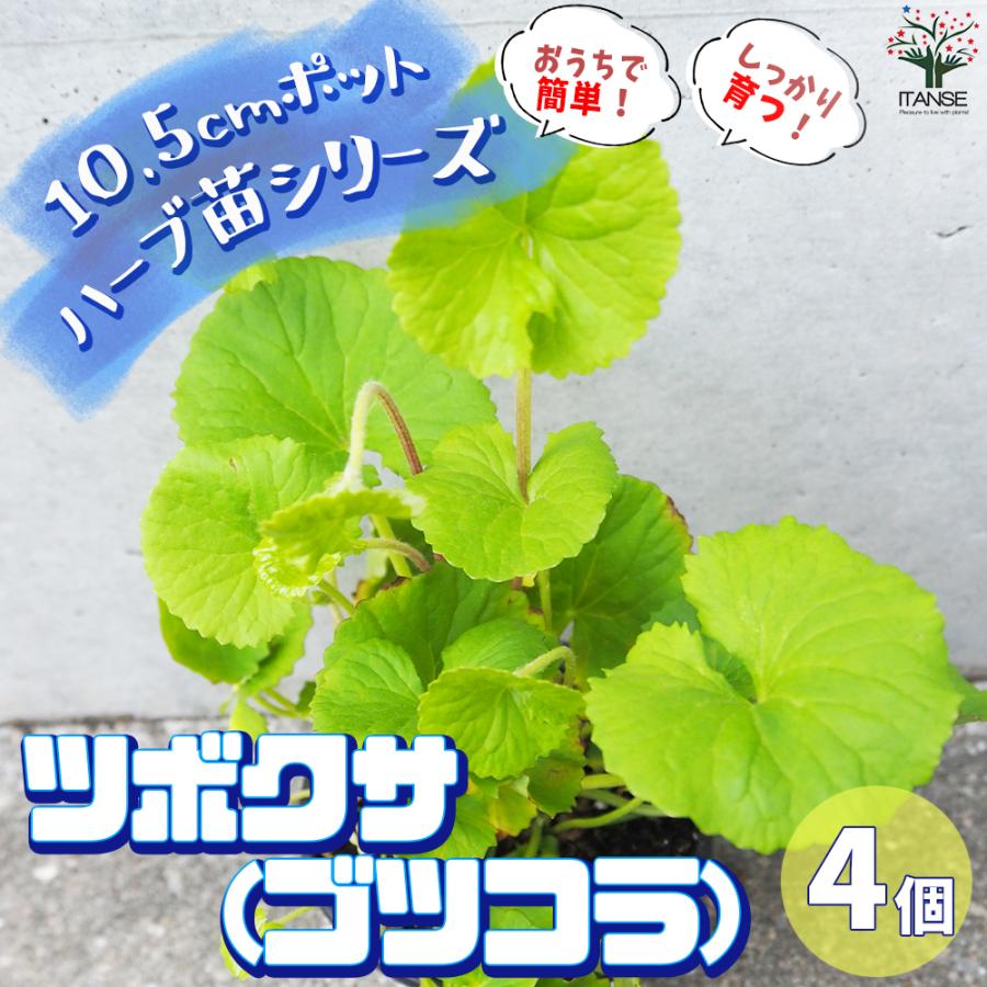ITANSE ハーブ苗 ツボクサ(ゴツコラ) ハーブの苗 10.5cmポット