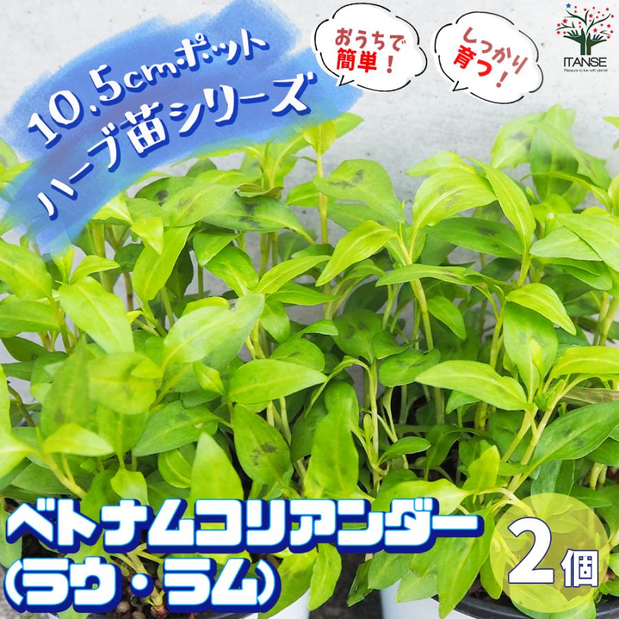 ITANSE ハーブ苗 ベトナムコリアンダー(ラウ・ラム) ハーブの苗 10.5cm