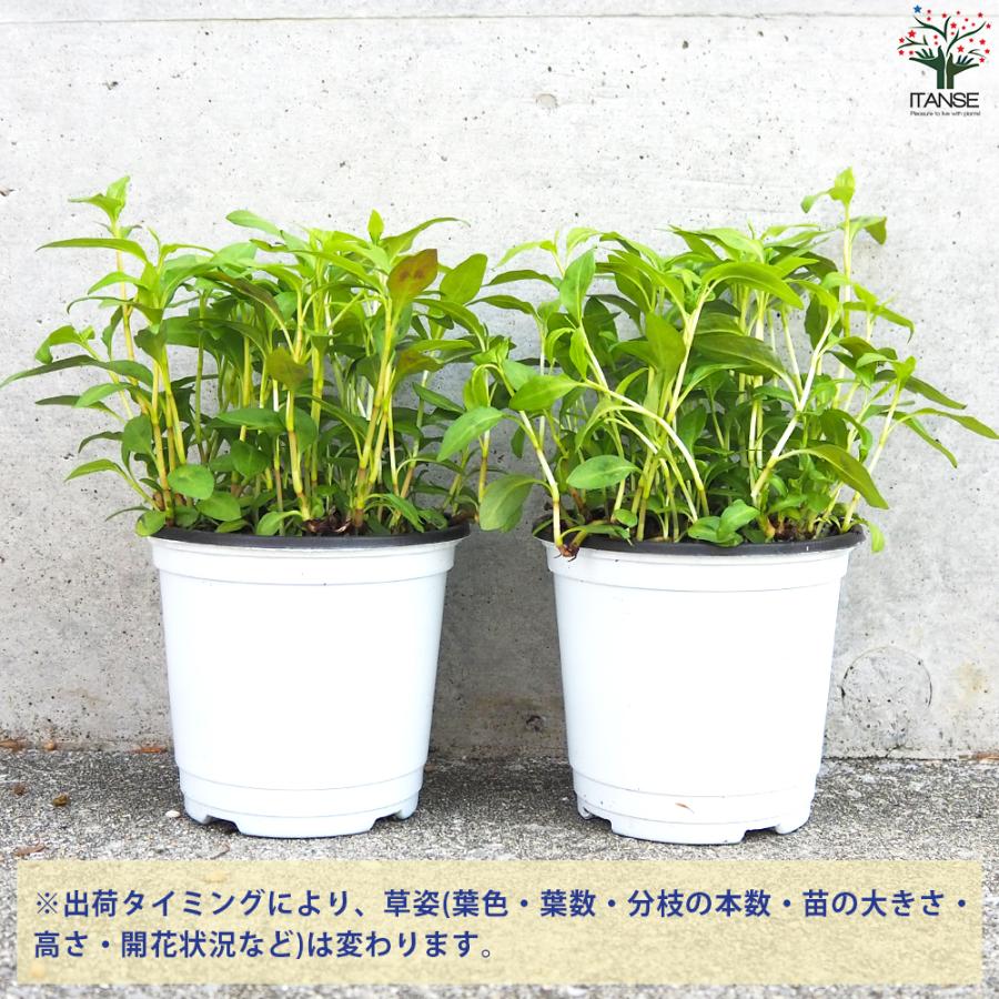 ITANSE ハーブ苗 ベトナムコリアンダー(ラウ・ラム) ハーブの苗 10.5cm