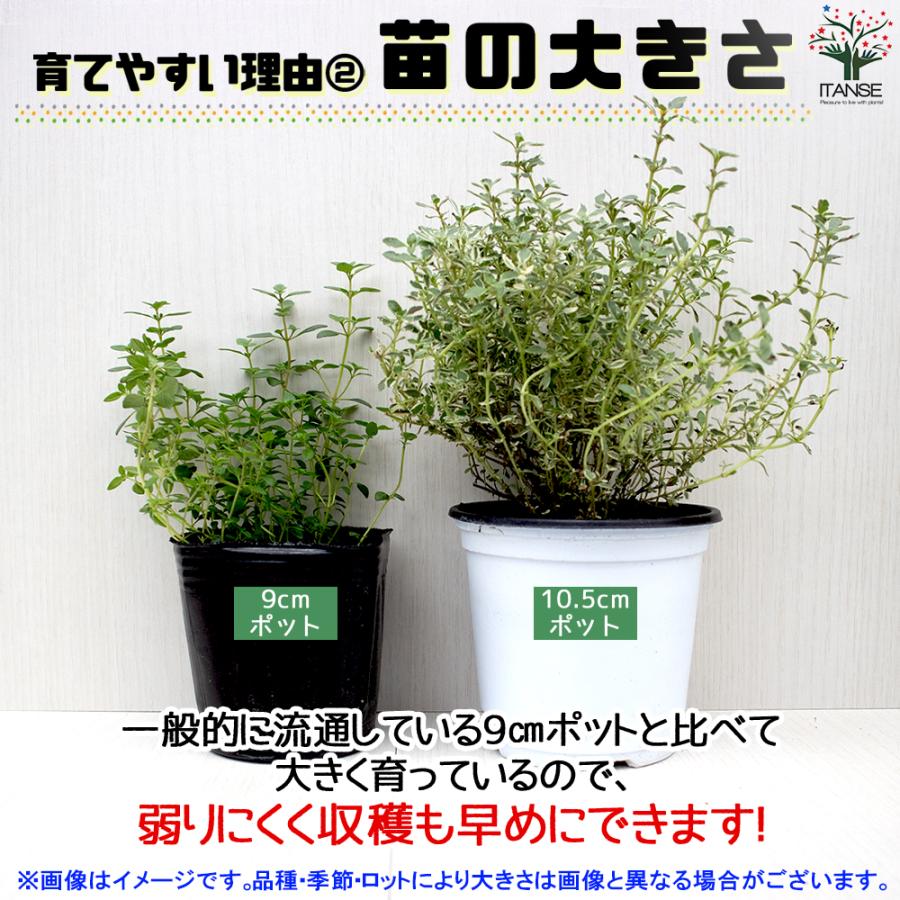 ITANSE ハーブ苗 ベトナムコリアンダー(ラウ・ラム) ハーブの苗 ITANSE ハーブ苗 ベトナムコリアンダー(ラウ・ラム) ハーブの苗