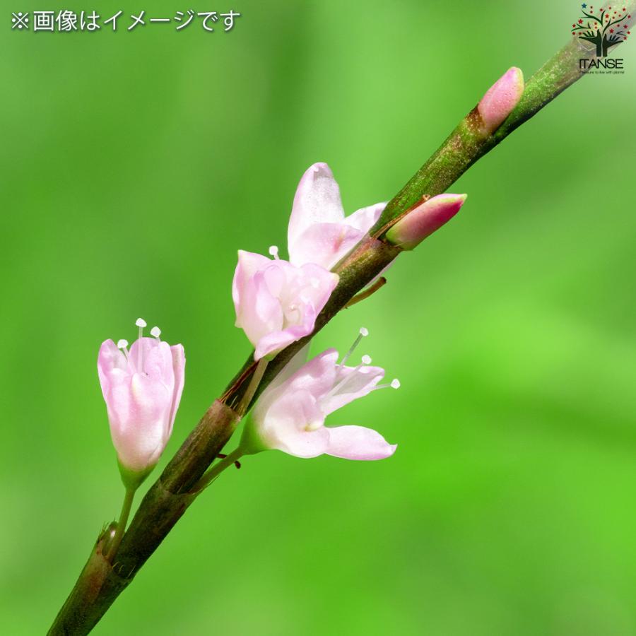 ITANSE ハーブ苗 ベトナムコリアンダー(ラウ・ラム) ハーブの苗 10.5cm