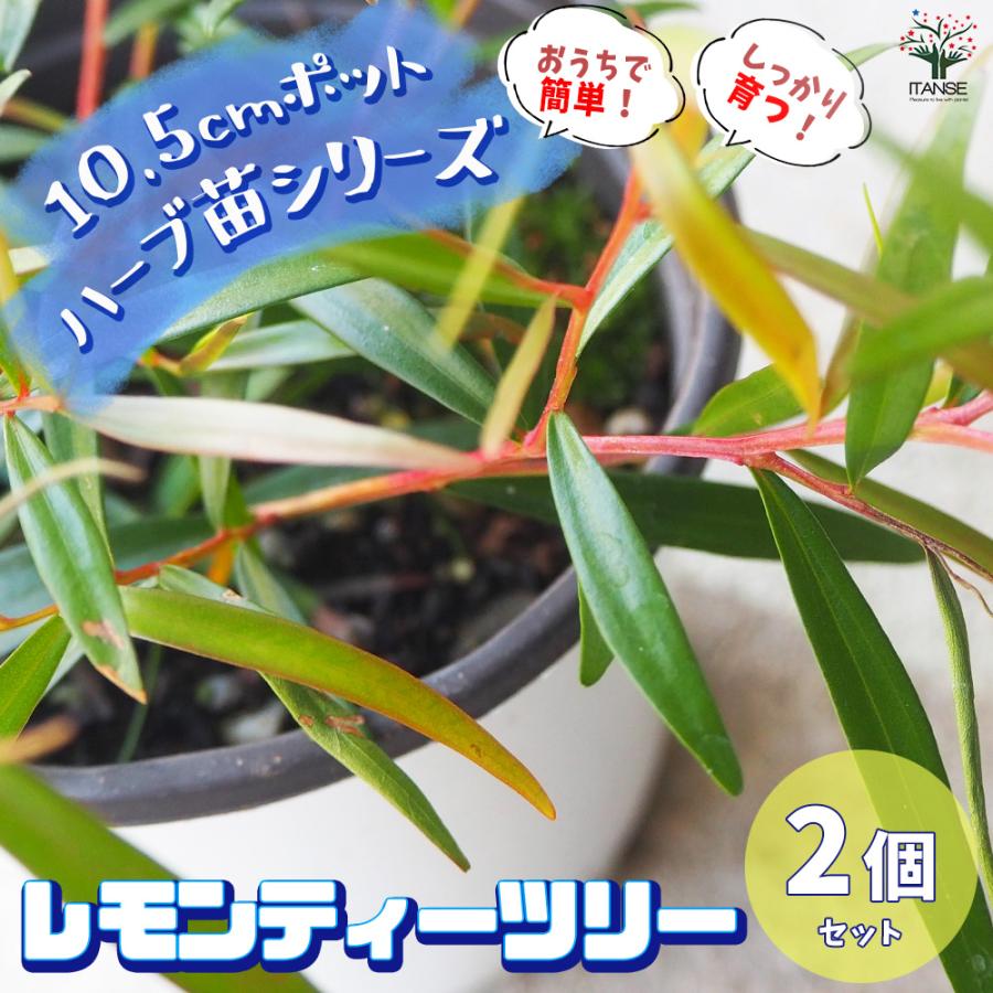 midorimama　ラベンダー、レモン、ティーツリー、ペパーミント新品 ITANSE レモンティーツリー 10.5cm鉢/お買い得2個セット ハーブ苗