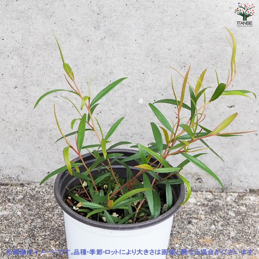 ITANSE レモンティーツリー 10.5cm鉢/お買い得2個セット ハーブ苗