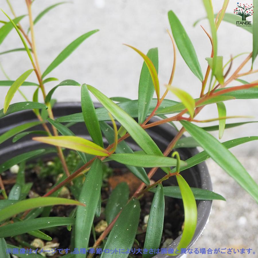 ITANSE レモンティーツリー 10.5cm鉢/お買い得2個セット ハーブ苗