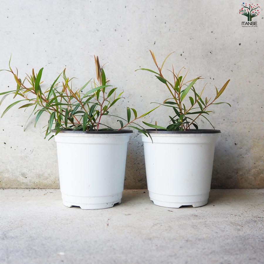 ITANSE レモンティーツリー 10.5cm鉢/お買い得2個セット ハーブ苗