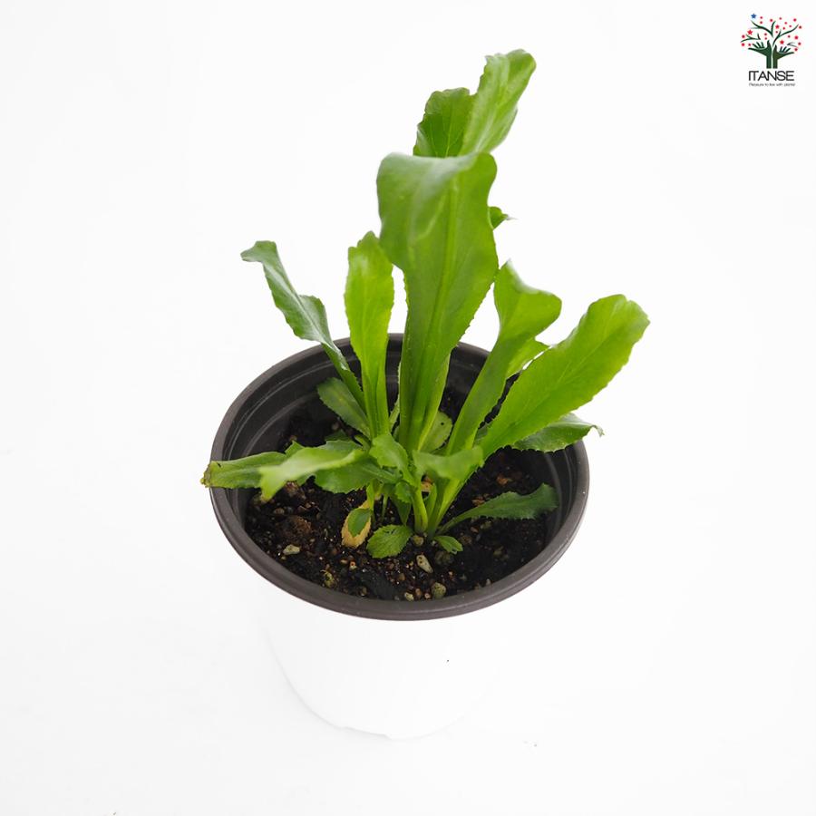 ノコギリコリアンダー ハーブの苗 3.5号/お買い得2個セット スパイス