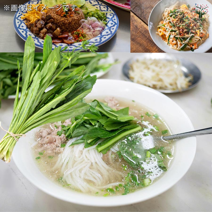 ノコギリコリアンダー ハーブの苗 3.5号/お買い得2個セット スパイス