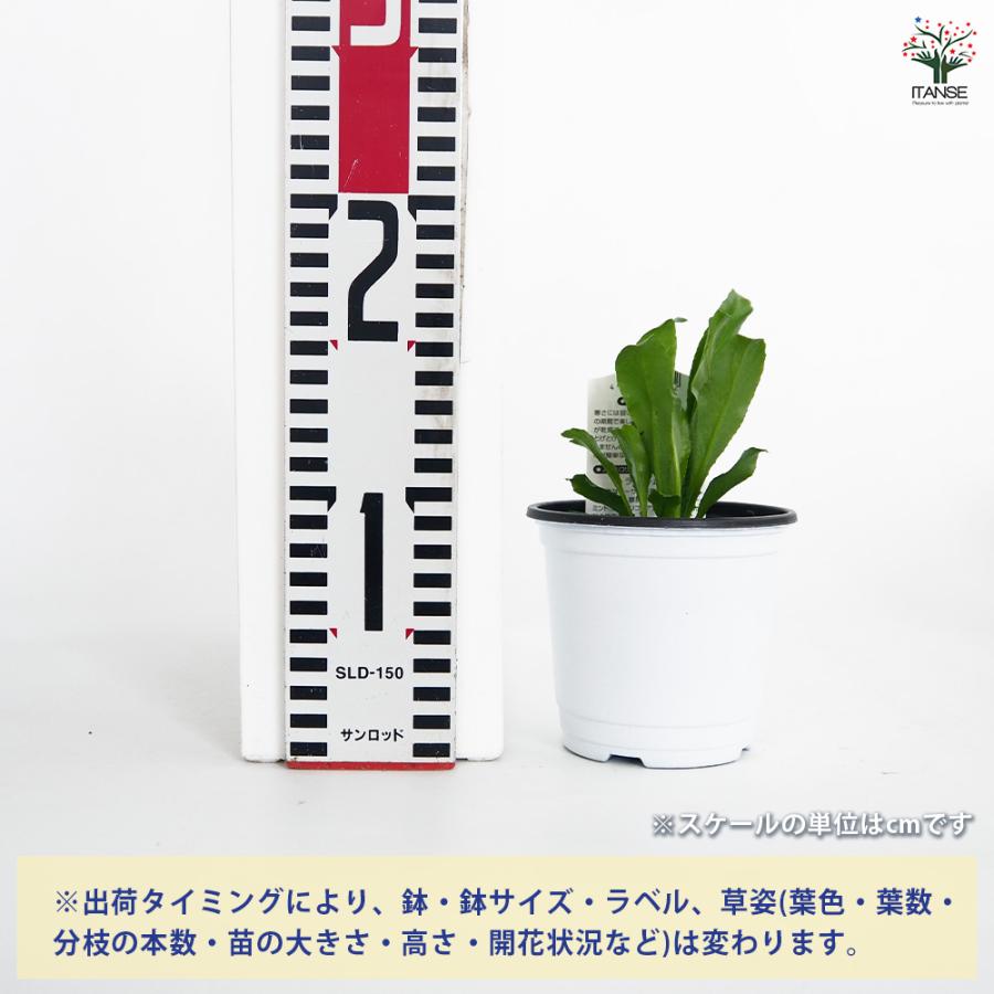 ノコギリコリアンダー ハーブの苗 3.5号/お買い得4個セット スパイス