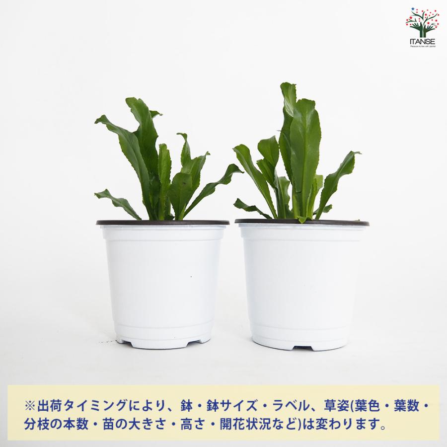 ノコギリコリアンダー ハーブの苗 3.5号/お買い得4個セット スパイス