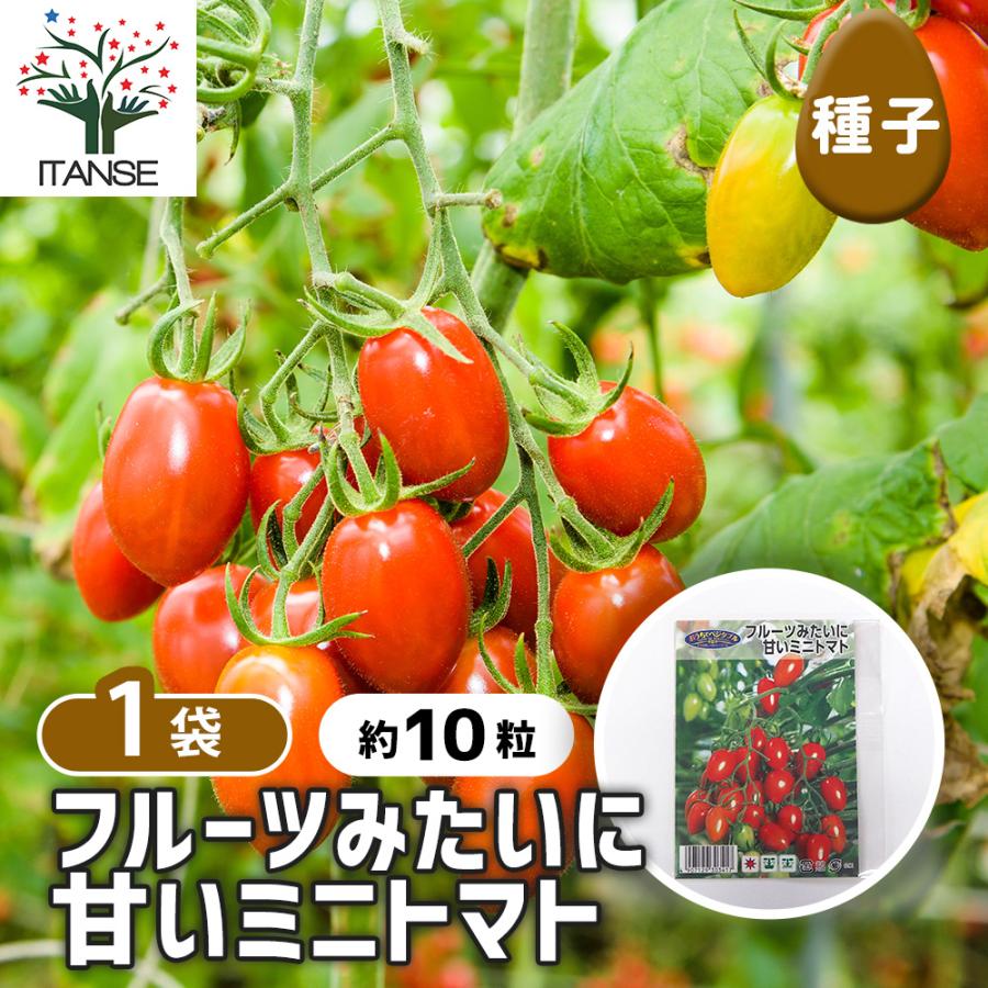 ミニトマト LUDOPICO 10粒〜12粒 B級品 種子 フルーツみたいに甘いミニトマト 約10粒/1袋売り 種 seed タネ