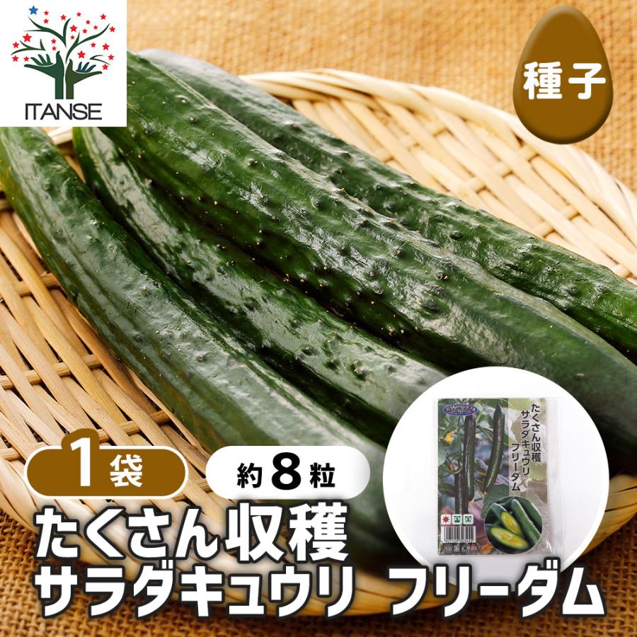 まがったキュウリ 種子 たくさん収穫 サラダキュウリ フリーダム 約8粒/1袋売り 種 seed