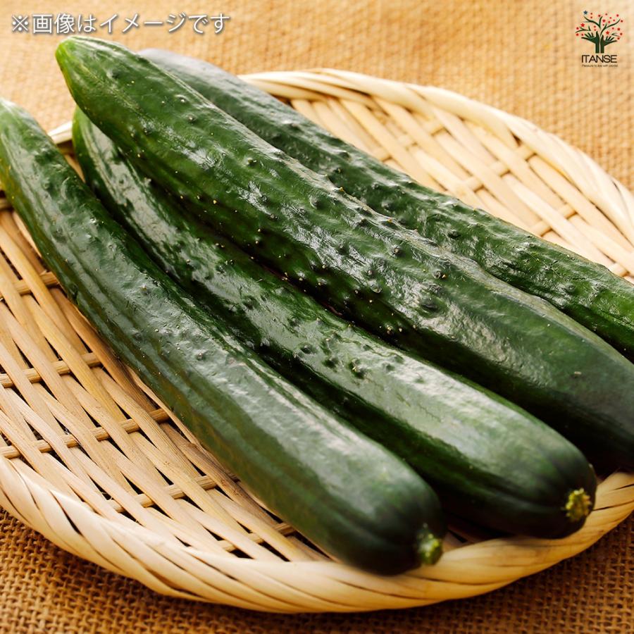 種子 たくさん収穫 サラダキュウリ フリーダム 約8粒/1袋売り 種 seed
