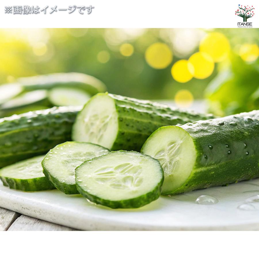 種子 たくさん収穫 サラダキュウリ フリーダム 約8粒/1袋売り 種 seed