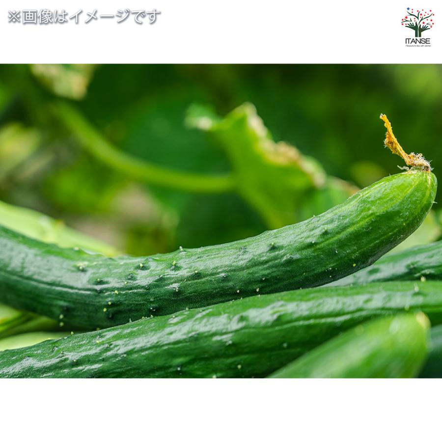種子 たくさん収穫 サラダキュウリ フリーダム 約8粒/1袋売り 種 seed