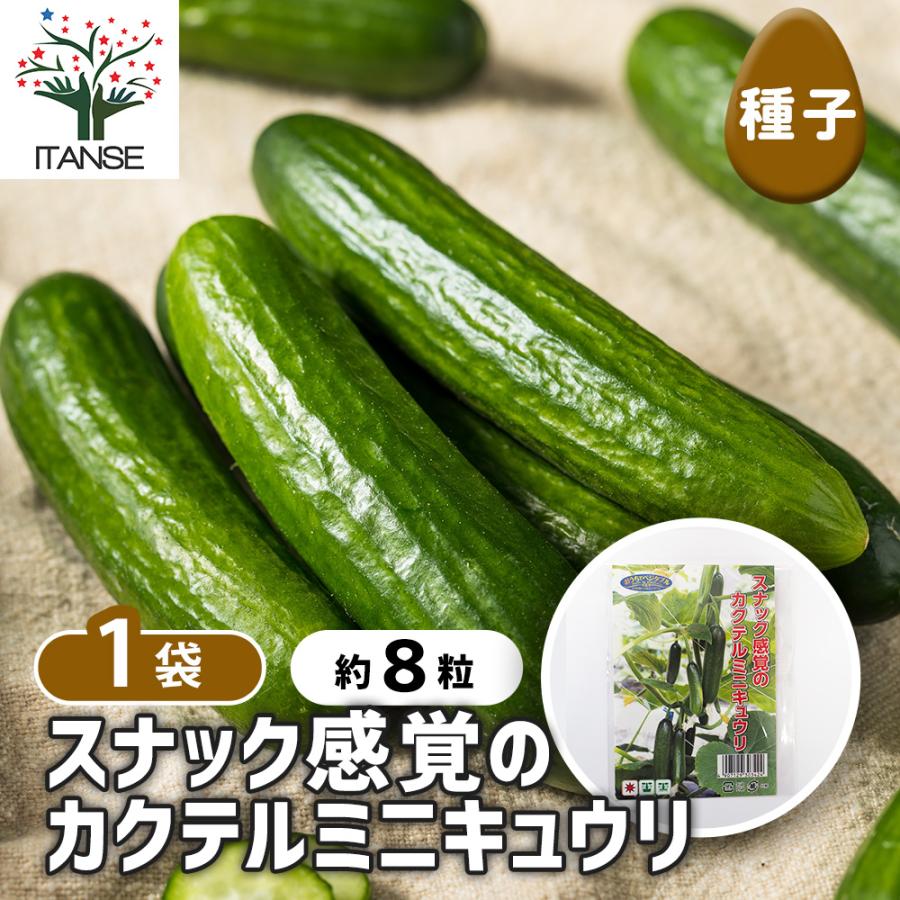 種子 スナック感覚のカクテルミニキュウリ 約8粒/1袋売り 種 seed タネ