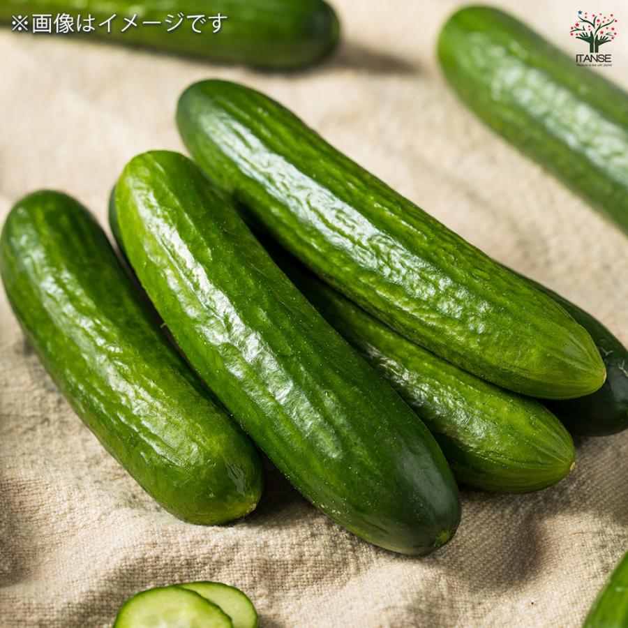 種子 スナック感覚のカクテルミニキュウリ 約8粒/1袋売り 種 seed タネ