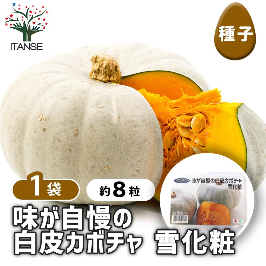 種子 味が自慢の白皮カボチャ 雪化粧 約8粒/1袋売り 種 seed タネ 植物