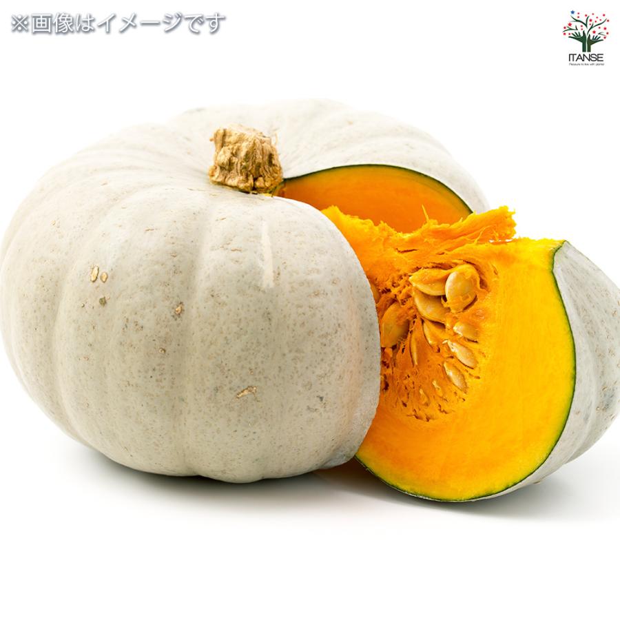種子 味が自慢の白皮カボチャ 雪化粧 約8粒/1袋売り 種 seed タネ 植物