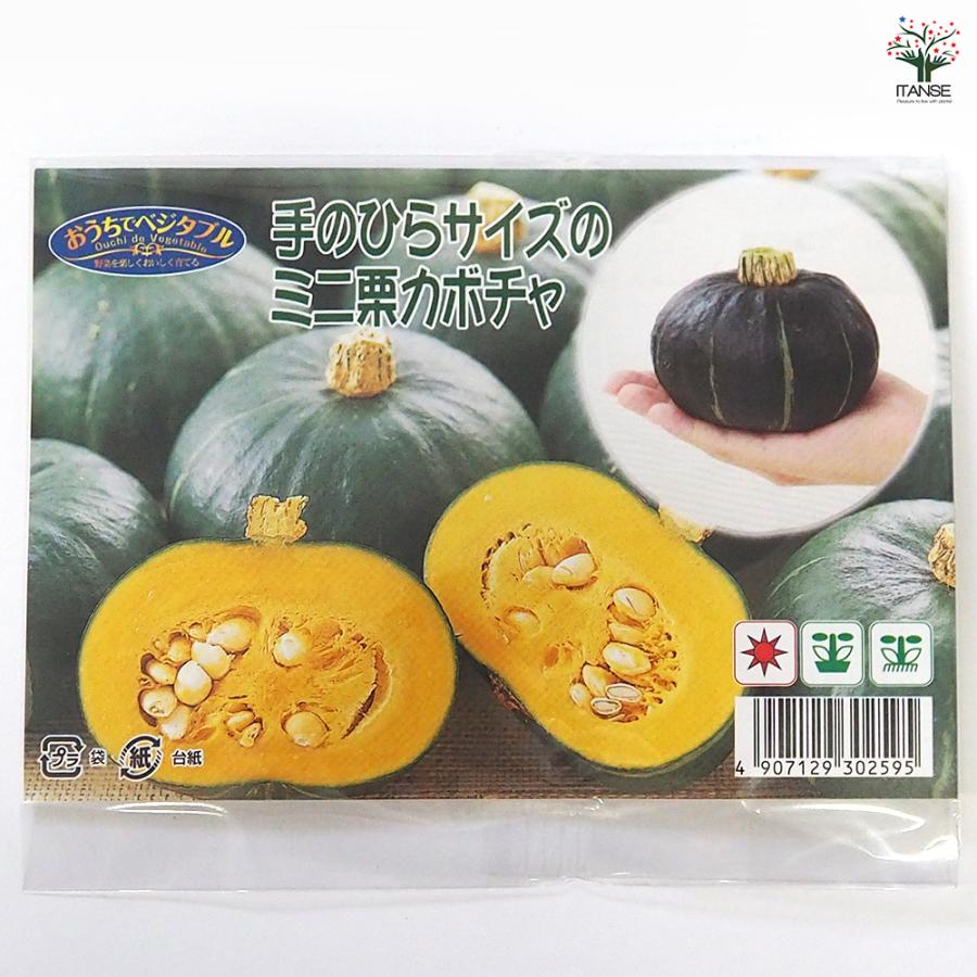 種子 手のひらサイズのミニ栗カボチャ 約8粒/1袋売り 種 seed タネ