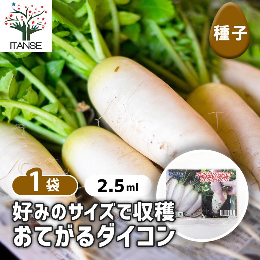 種子 好みのサイズで収穫 おてがるダイコン 約2.5ml/1袋売り 種 seed 