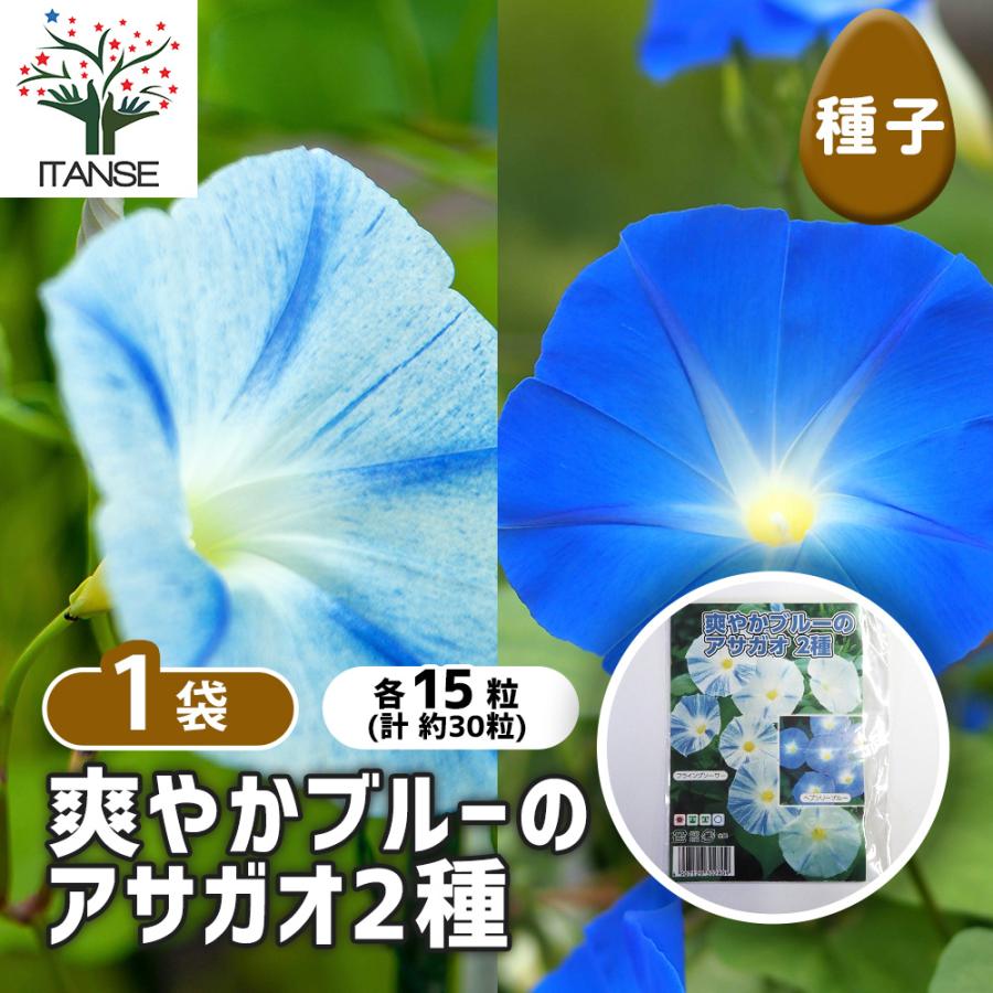 種子 爽やかブルーのアサガオ 各約15粒/1袋売り 種 seed タネ 植物の種