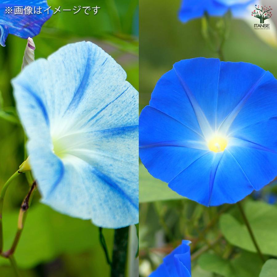 あさがおのたね8000粒 種子 爽やかブルーのアサガオ 各約15粒/1袋売り 種 seed タネ 植物の種