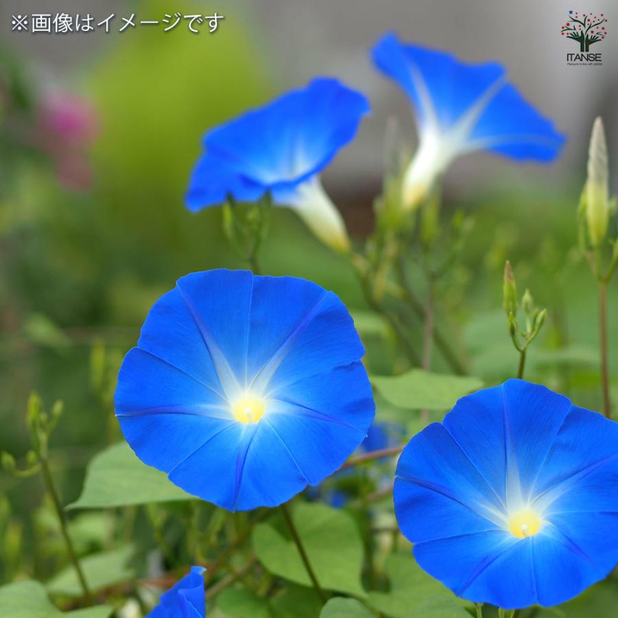 種子 爽やかブルーのアサガオ 各約15粒/1袋売り 種 seed タネ 植物の種