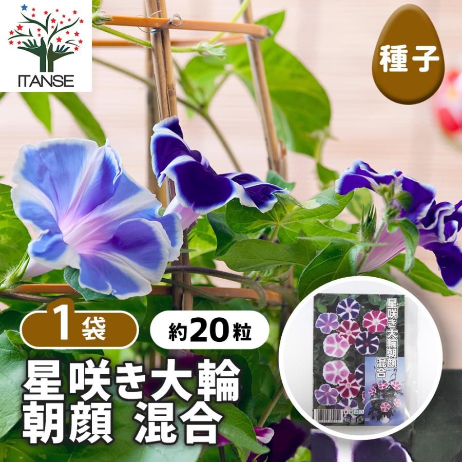 種子 星咲き大輪混合朝顔 約20粒/1袋売り 種 seed タネ 植物の種 栽培