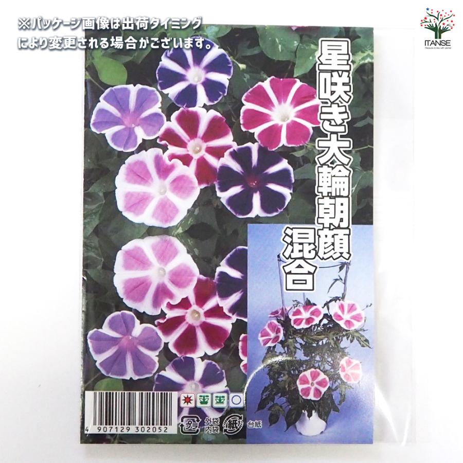 種子 星咲き大輪混合朝顔 約20粒/1袋売り 種 seed タネ 植物の種 栽培