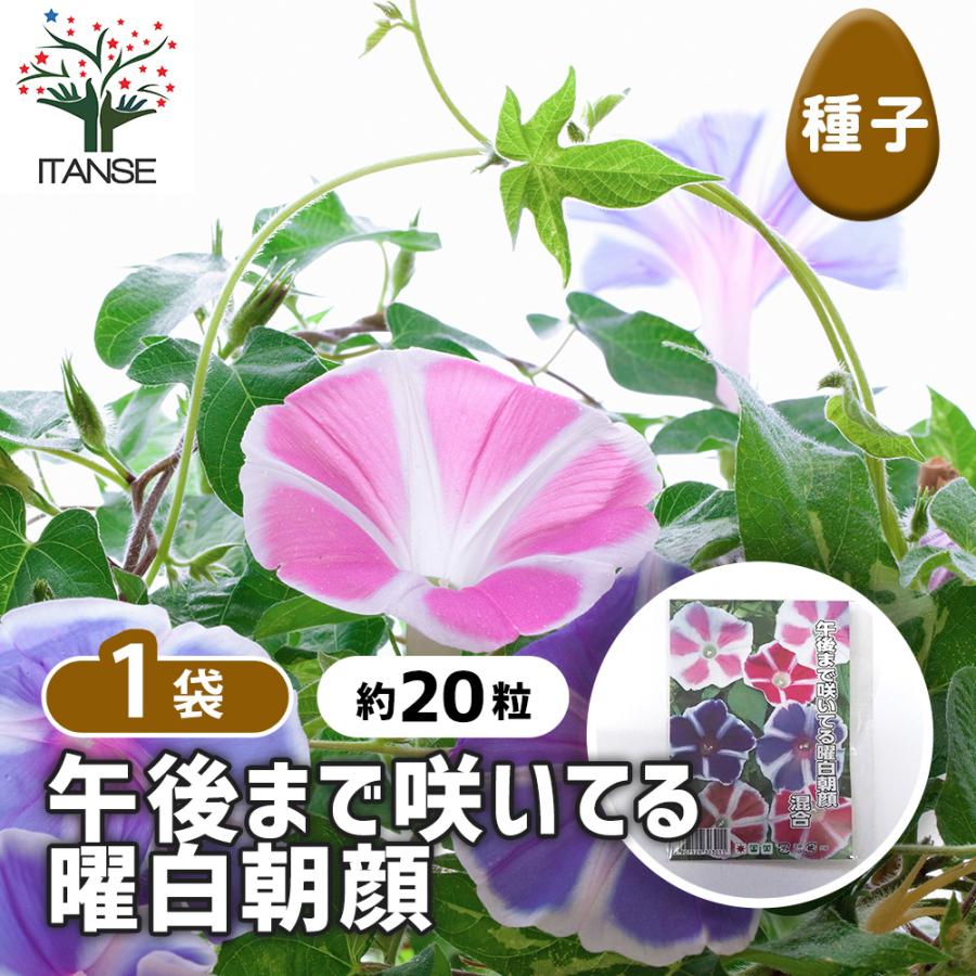 種子 午後まで咲いてる曜白朝顔 混合 約20粒/1袋売り 種 seed タネ