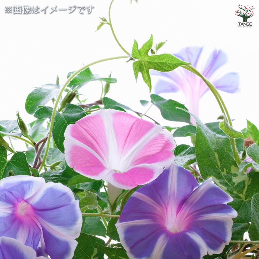 種子 午後まで咲いてる曜白朝顔 混合 約20粒/1袋売り 種 seed タネ