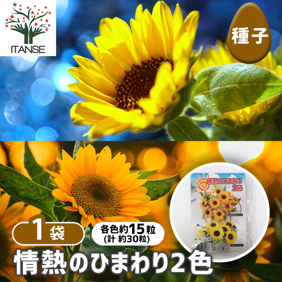種子 情熱のひまわり 各約15粒/1袋売り 種 seed タネ 植物の種 栽培