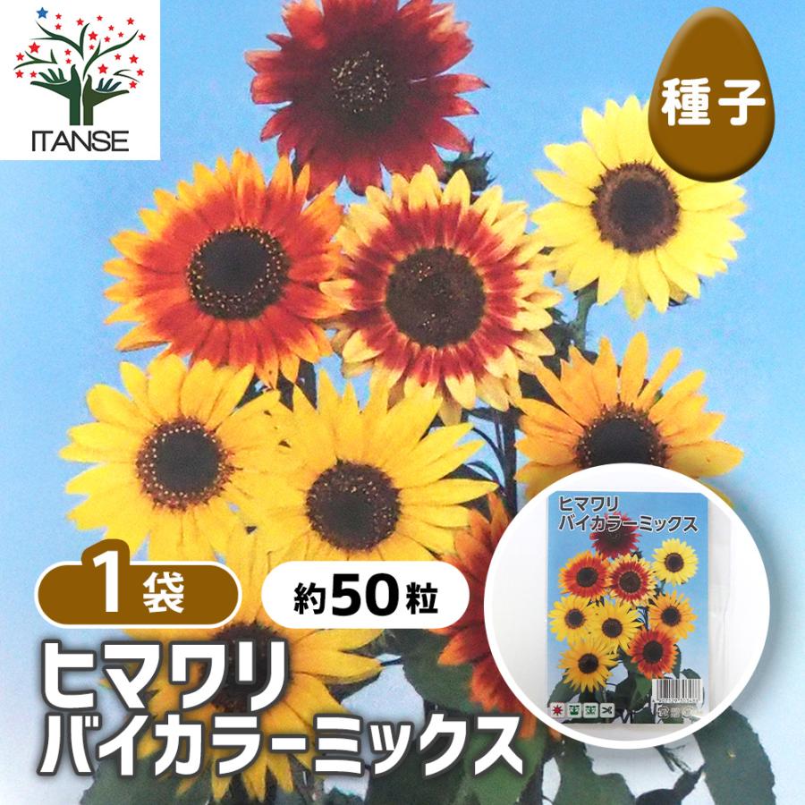 種子 ヒマワリ バイカラーミックス 約50粒/1袋売り 種 seed タネ 植物