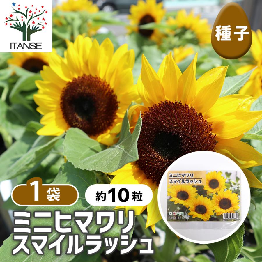 種子 ミニヒマワリ スマイルラッシュ 約10粒/1袋売り 種 seed タネ