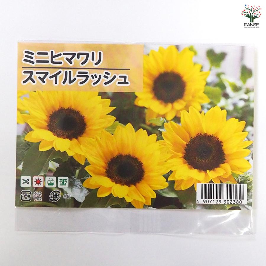 種子 ミニヒマワリ スマイルラッシュ 約10粒/1袋売り 種 seed タネ