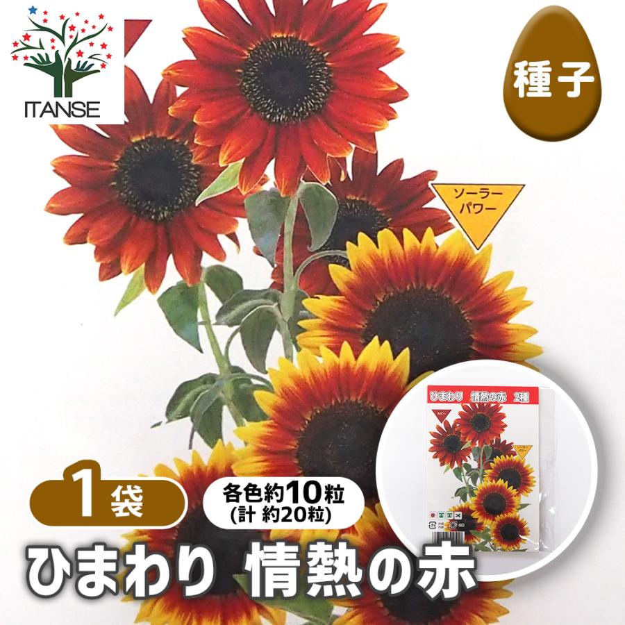 種子 ひまわり 情熱の赤 各約10粒/1袋売り 種 seed タネ 植物の種 栽培