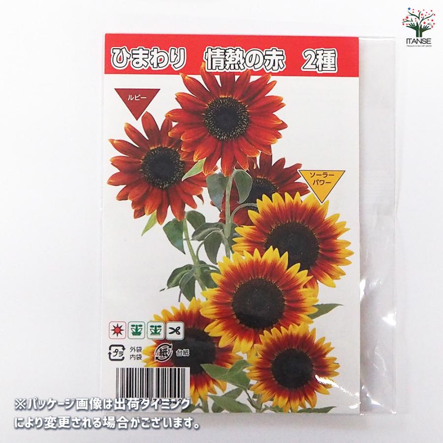種子 ひまわり 情熱の赤 各約10粒/1袋売り 種 seed タネ 植物の種 栽培