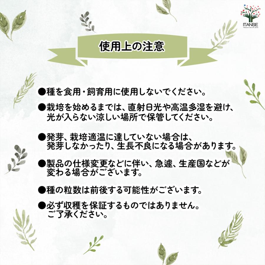 種子 ひまわり 情熱の赤 各約10粒/1袋売り 種 seed タネ 植物の種 栽培