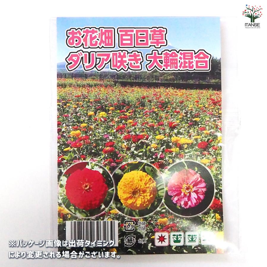 種子 お花畑 百日草ダリア咲き大輪混合 約100粒/1袋売り 種 seed タネ