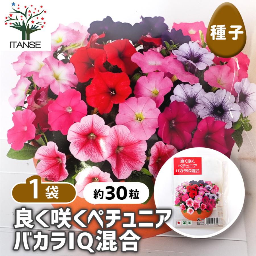 種子 良く咲くペチュニア バカラIQ混合 約30粒/1袋売り 種 seed タネ
